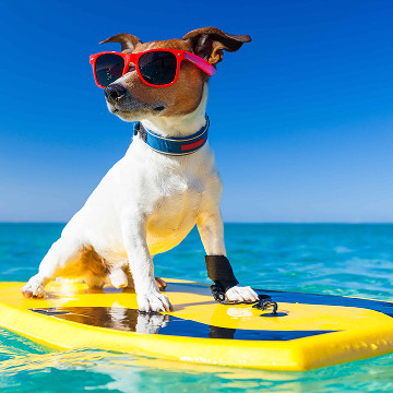 Emmener votre chien en vacances - 24 514 Appartements & Maisons de Vacances