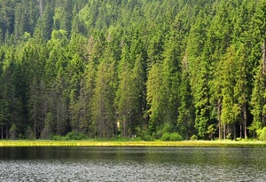 Région d'Arber